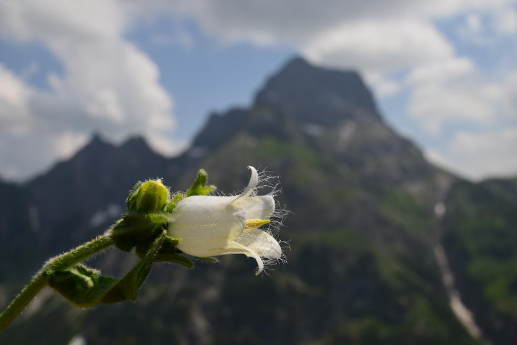 Boedmerhof Mittelberg
